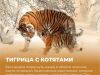 Рекомендации при встрече с тигром и медведем